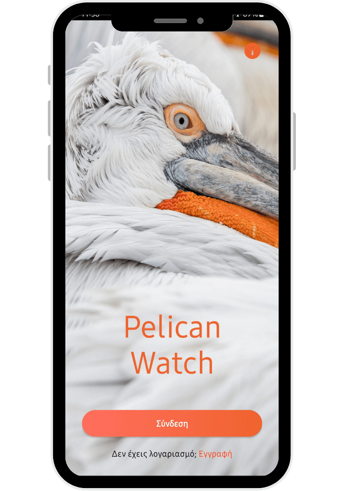 pelican